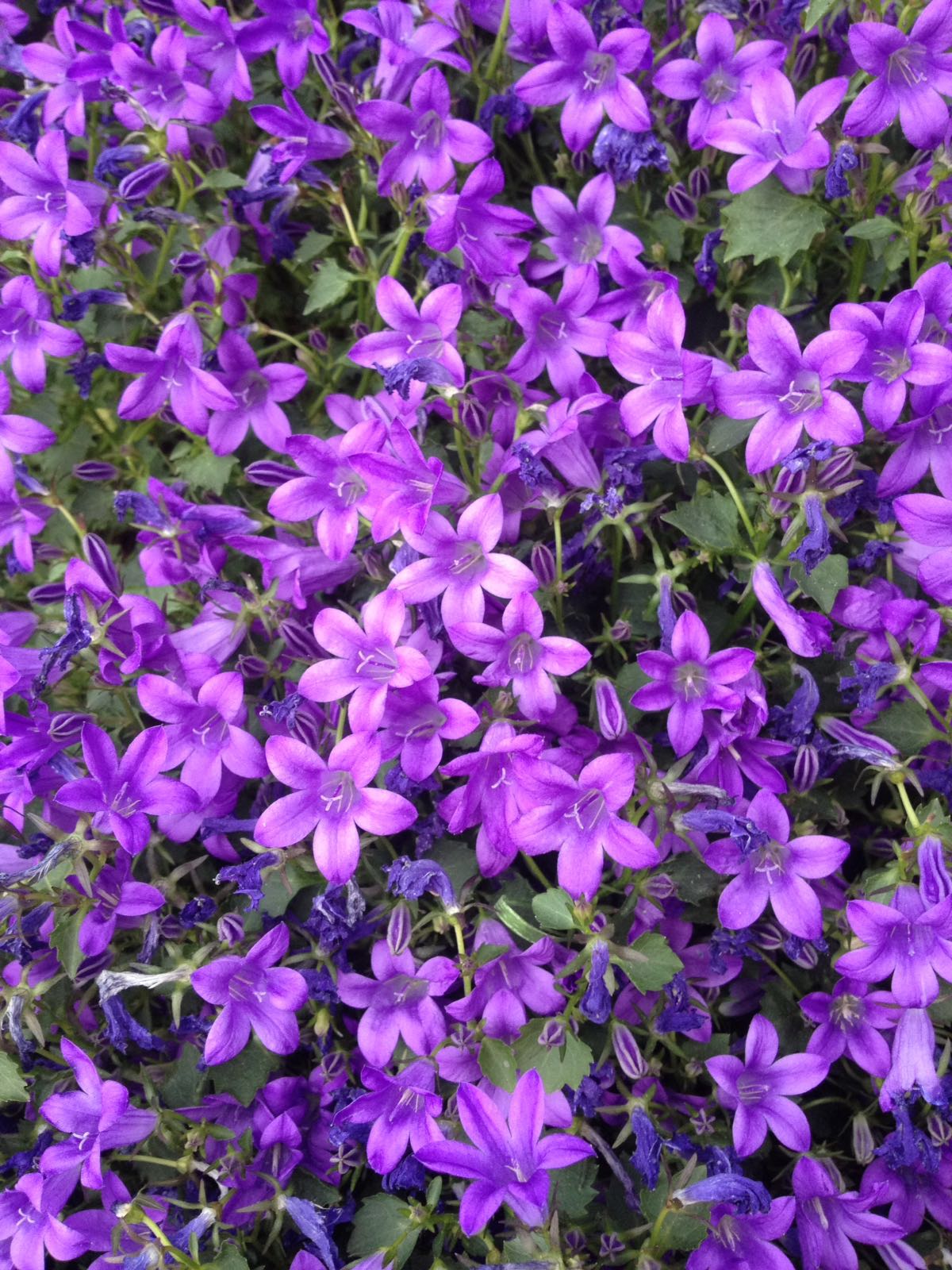 PERENNI COLTIVAZIONE E VENDITA2